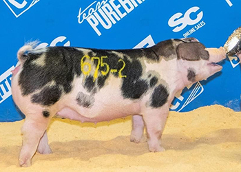 Top Cut Winners